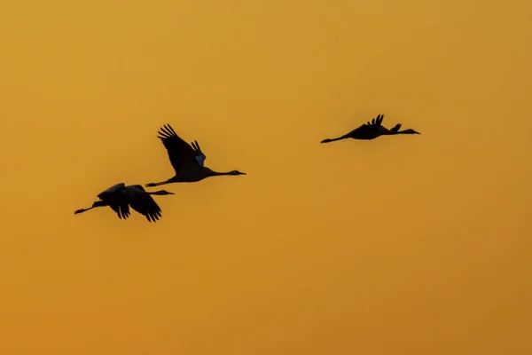 Tranor mot apelsin himmel — Stockfoto