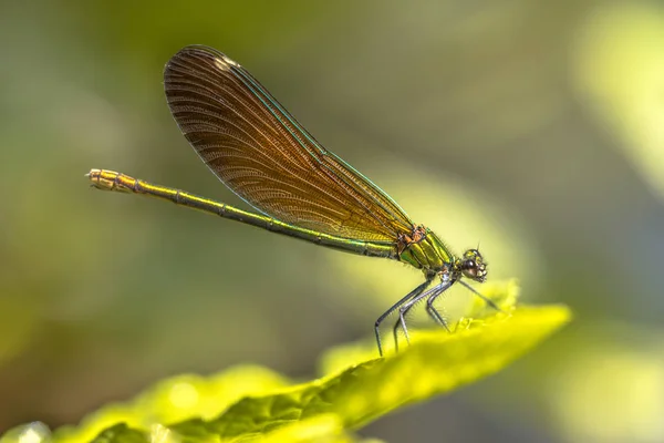 Cuivre demoiselle femelle libellule — Photo