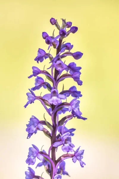 Marais parfumé orchidée gros plan — Photo