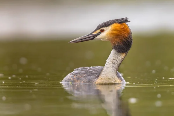 Gran Grebe crestada aves acuáticas — Foto de Stock