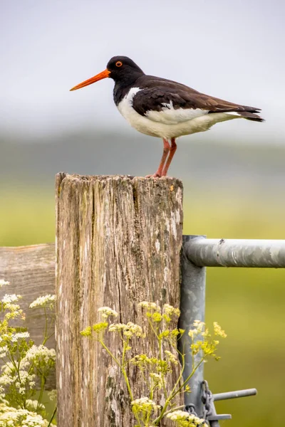 Üreme habitatları, alaca Poyraz kuşugiller — Stok fotoğraf