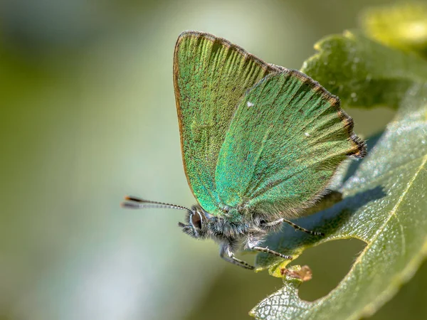 Green hairstreak butterfly — Stock Photo, Image