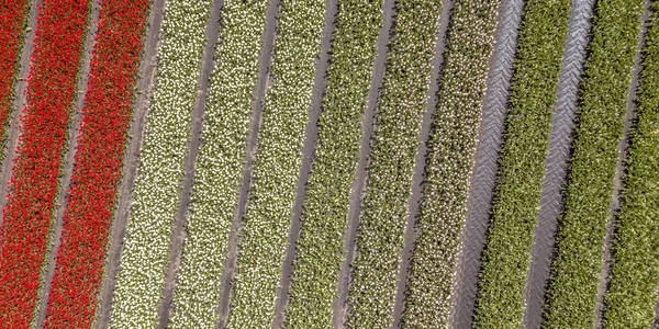 Campo de tulipán Vista aérea — Foto de Stock