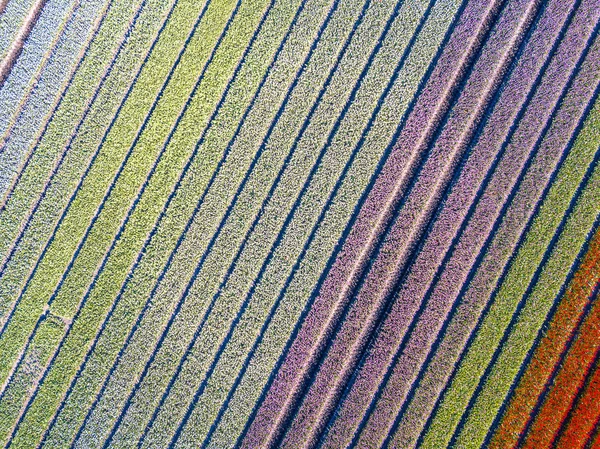 Vista aérea Campo de tulipán — Foto de Stock