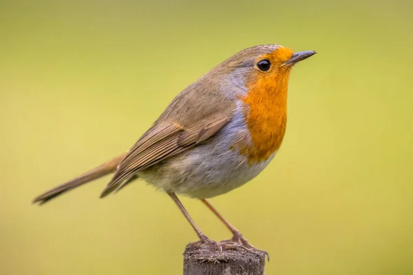 Red Robin na tło wiosna — Zdjęcie stockowe