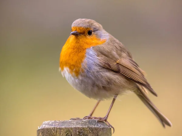 Vörös Robin a világos háttér — Stock Fotó