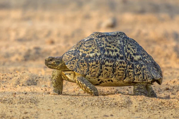 Леопардовая черепаха — стоковое фото