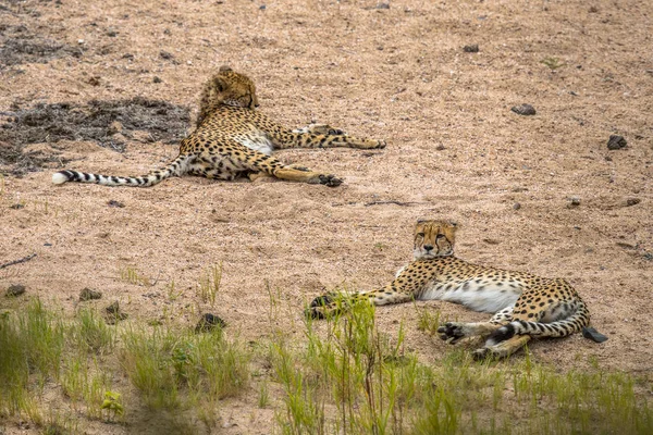 Dva gepard odpočívá — Stock fotografie