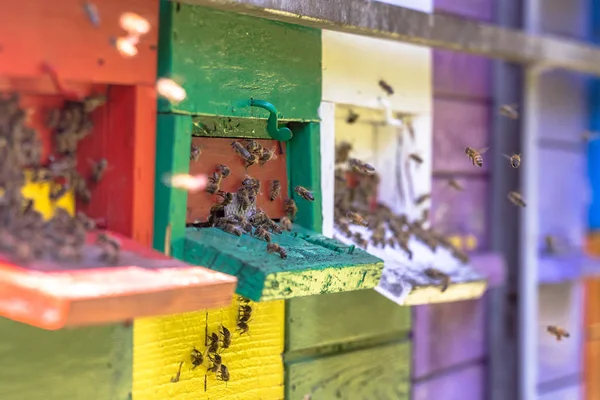 Bienen fliegen zu bunten Bienenstöcken — Stockfoto