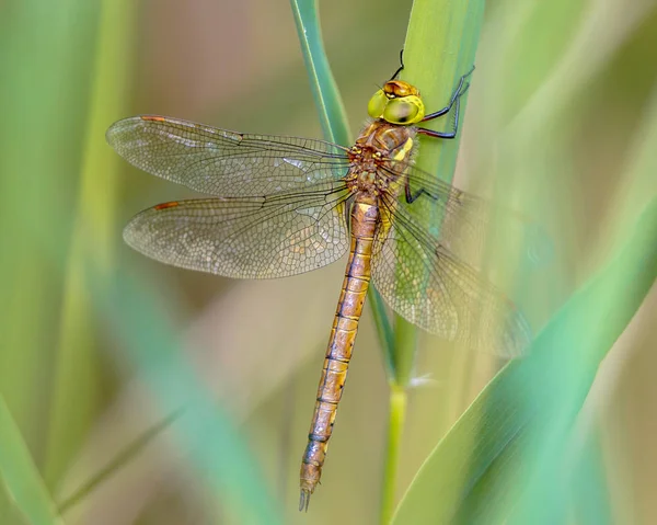 Green eyed hawker resting on  reed background — Stock Photo, Image