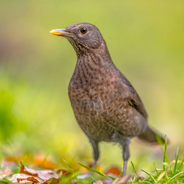 Kadın blackbird yeşil artalan — Stok fotoğraf