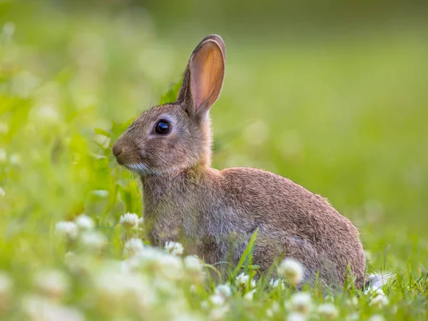 Yabani tavşan yeşil arka plan — Stok fotoğraf