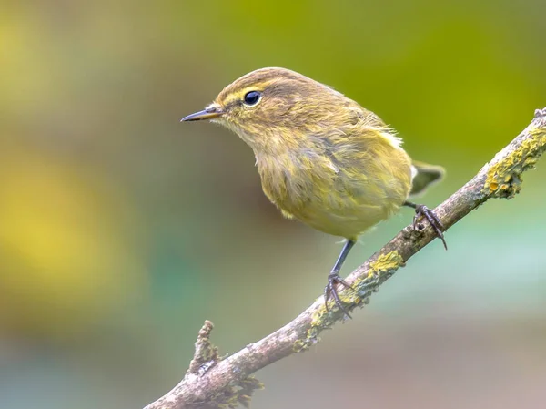 Rode robin terug lichte tuin — Stockfoto