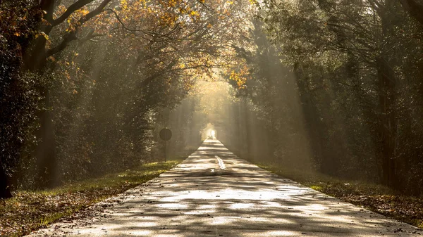 Harpes du soleil sur la route brumeuse du matin — Photo