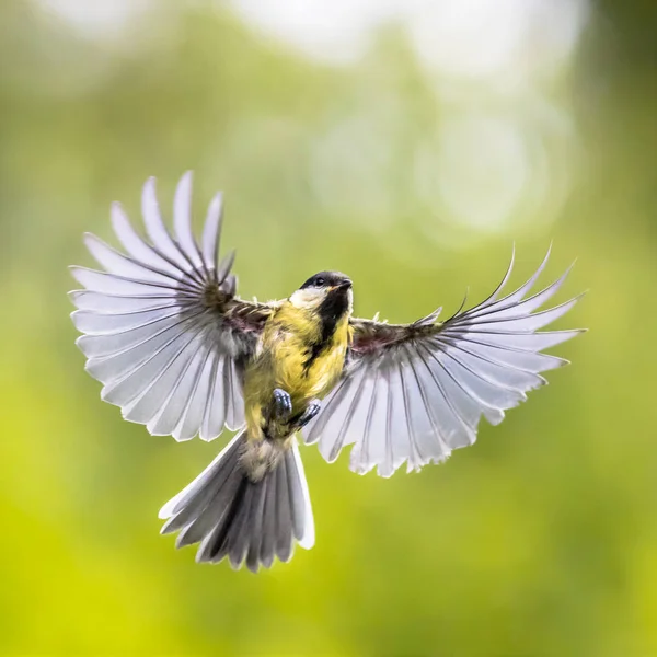 Fågel i flykten på grön trädgård bakgrund instagram-format — Stockfoto