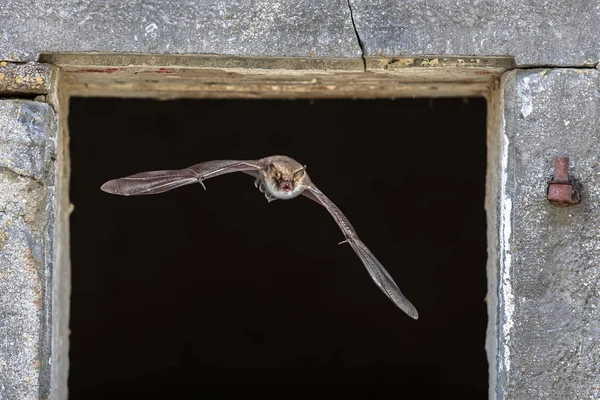 Natterers bat flying through window — Stock Photo, Image