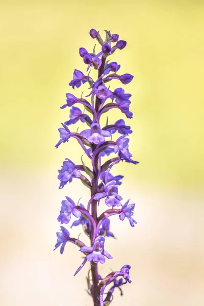 Marsh Fragrant Orchid — Stock Photo, Image