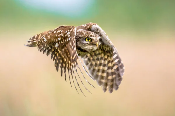 Sýček obecný létání na rozostřeného pozadí — Stock fotografie