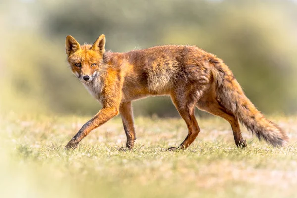 Красный лис скрытная ходьба — стоковое фото