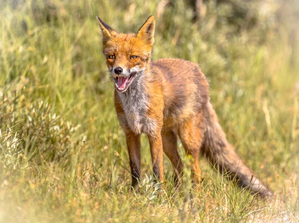 Red Fox в естественной растительности — стоковое фото