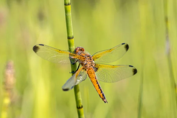 Scarsa libellula cacciatrice — Foto Stock