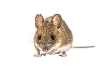 Looking mouse isolated on white background clipart