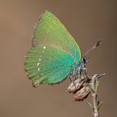 Yeşil hairstreak kelebek