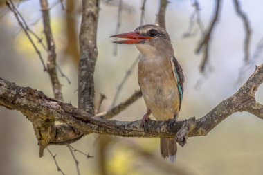 kahverengi kukuletalı kingfisher