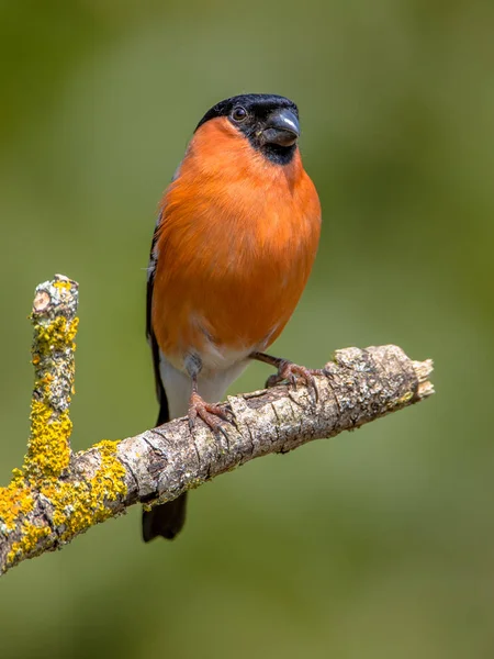 Eurasian bullfinch male — Stock Photo, Image