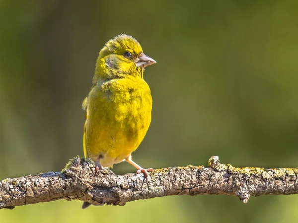 Zvonek zelený na slunci — Stock fotografie