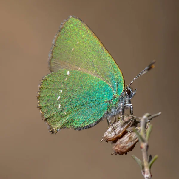 Feuille de cheveux verte papillon — Photo