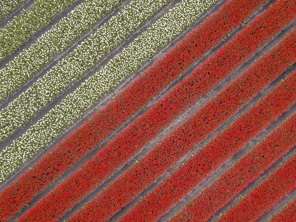 Тюльпановое поле Вид с воздуха — стоковое фото