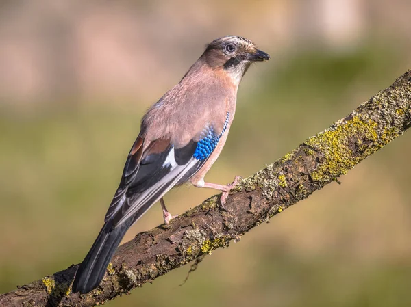 Eichelhäher auf Ast — Stockfoto