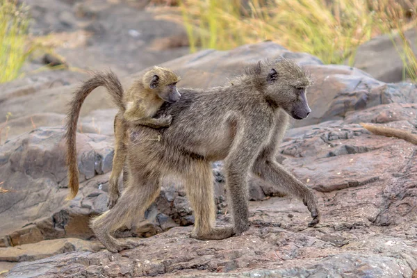 Chacma família babuíno — Fotografia de Stock