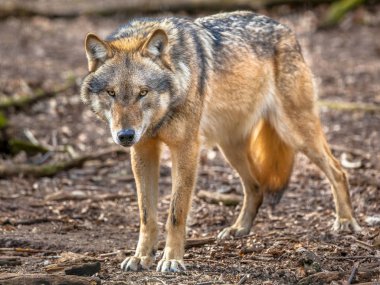 Papatyanın gri kurt ayakta