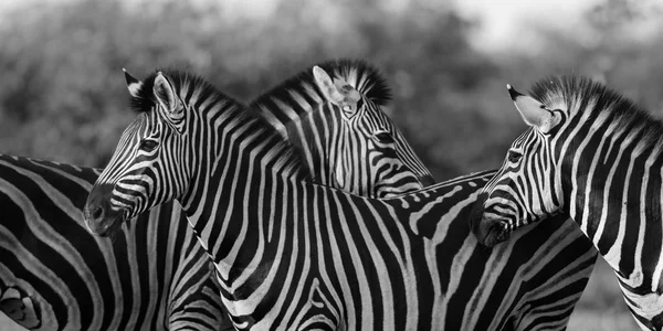 Aseo de tres cebras comunes en blanco y negro —  Fotos de Stock