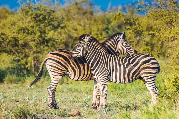 Dva společné Zebra péče v jasných barvách — Stock fotografie