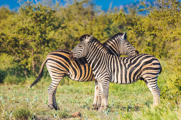 Two Common Zebra (Equus quagga) grooming each other in bushveld savanna of Kruger national park South Africa in bright colors