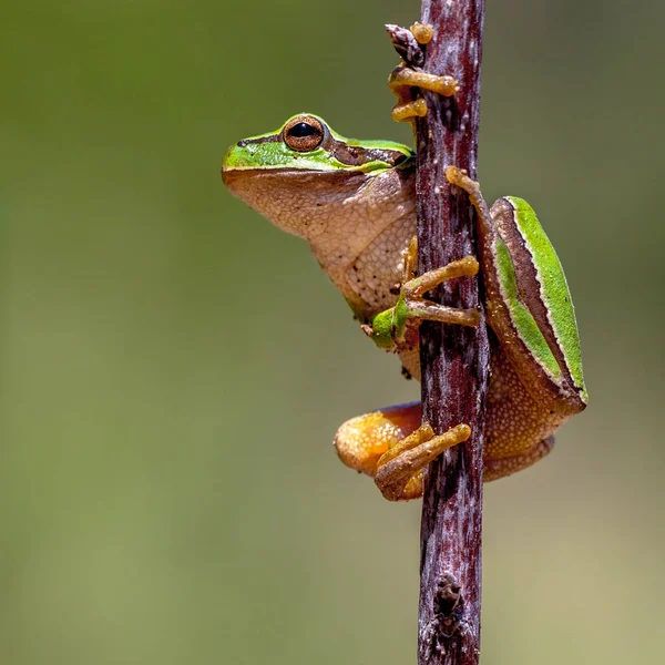 Sapo Árvore amigável — Fotografia de Stock