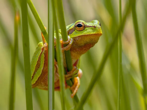 Lövgroda kikar bakom rush — Stockfoto