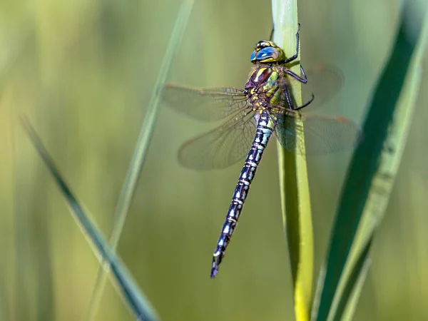 在植被上休息的雄性多毛蜻蜓 — 图库照片