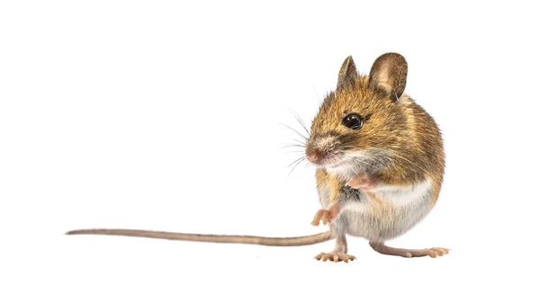 Mooie muis geïsoleerd op witte achtergrond — Stockfoto