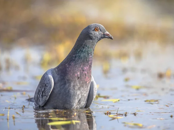 Skogsduva tvätt i grunt vatten — Stockfoto