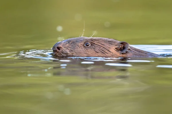 European beaver head swimming — Stock Photo, Image