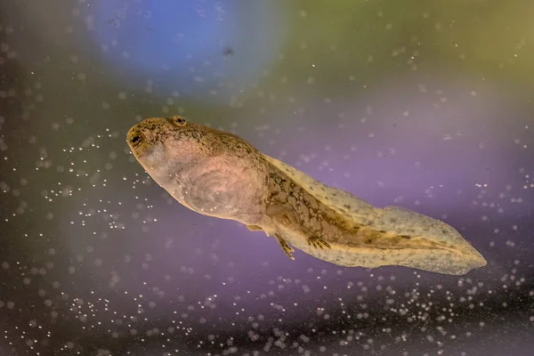 Renacuajo de natación de la rana Phelophylax —  Fotos de Stock