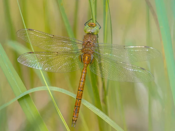 Green eyed hawker on  reed background — Stock Photo, Image