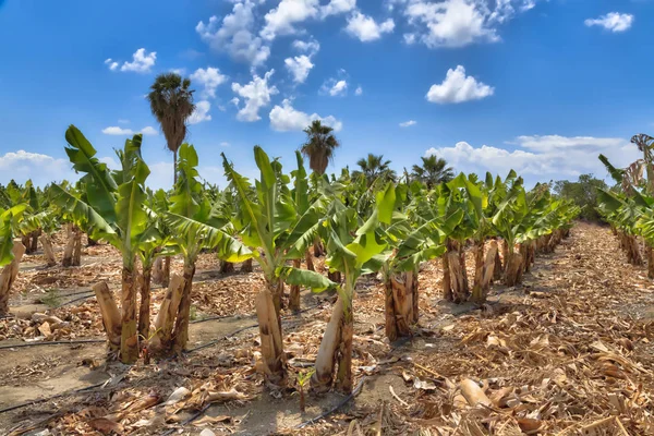 Банан плантації на Кіпрі — стокове фото