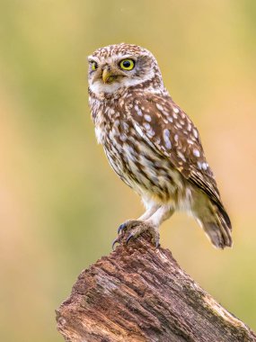 Küçük Baykuş kütük tünemiş