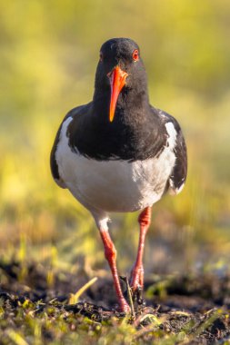 Pied Oystercatcher yürüyen frontal