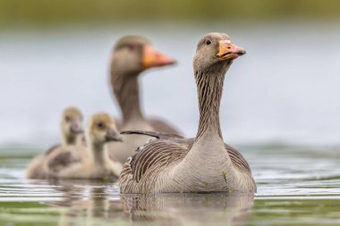 Greylag goose family clipart